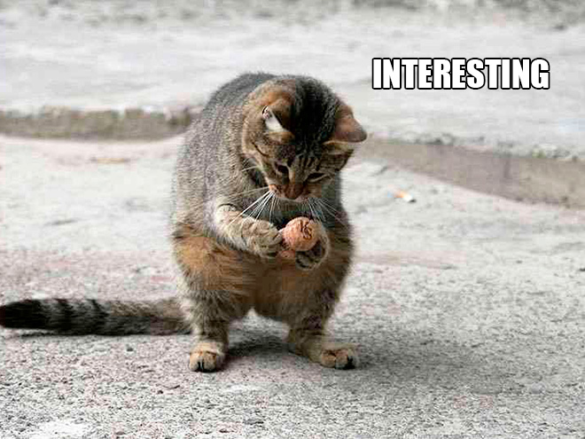 If Cats Were Scientists Nothing Would Happen. Ever.