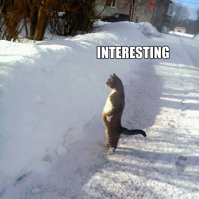 If Cats Were Scientists Nothing Would Happen. Ever.