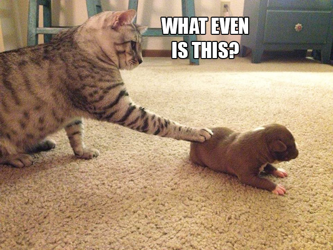 If Cats Were Scientists Nothing Would Happen. Ever.