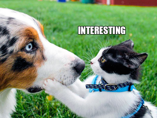 If Cats Were Scientists Nothing Would Happen. Ever.