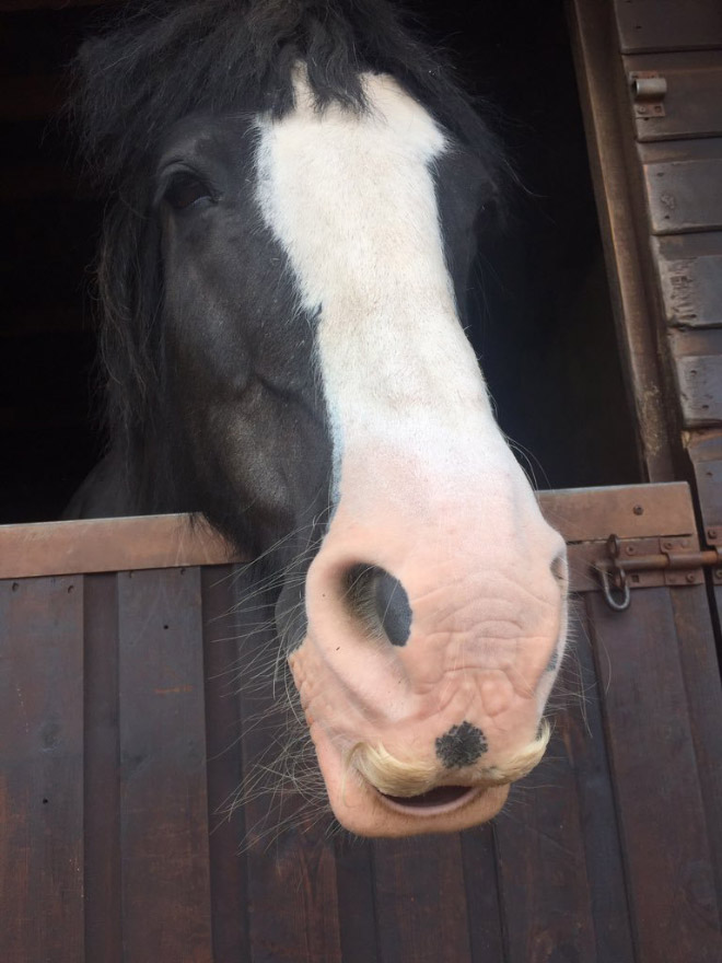 If You Ever Feel Sad, Just Remember That Horses Can Grow Mustaches