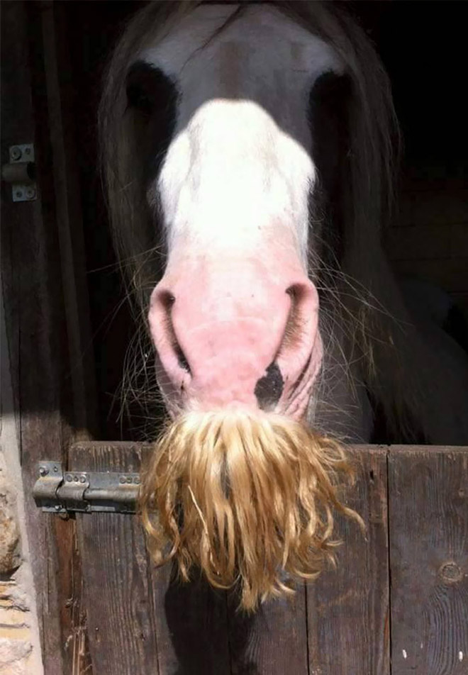 If You Ever Feel Sad, Just Remember That Horses Can Grow Mustaches