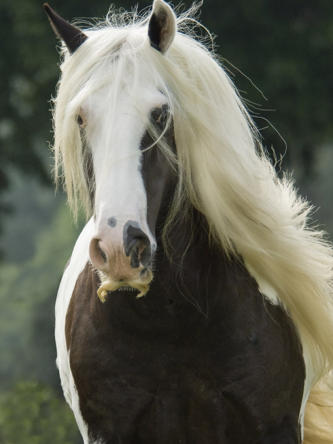 If You Ever Feel Sad, Just Remember That Horses Can Grow Mustaches