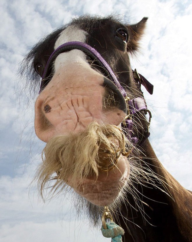 If You Ever Feel Sad, Just Remember That Horses Can Grow Mustaches