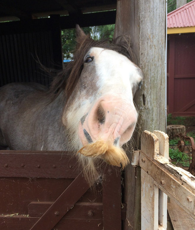 If You Ever Feel Sad, Just Remember That Horses Can Grow Mustaches