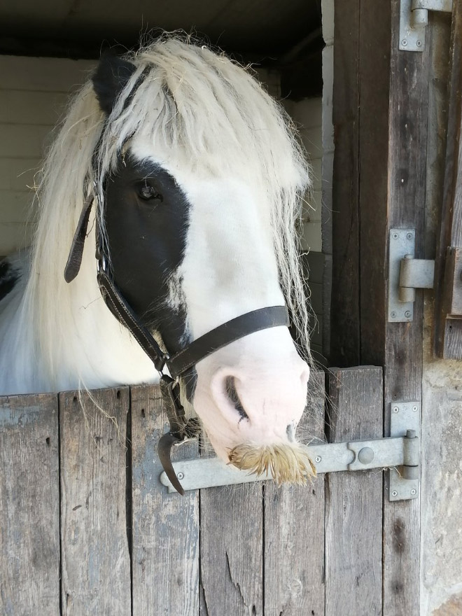 If You Ever Feel Sad, Just Remember That Horses Can Grow Mustaches
