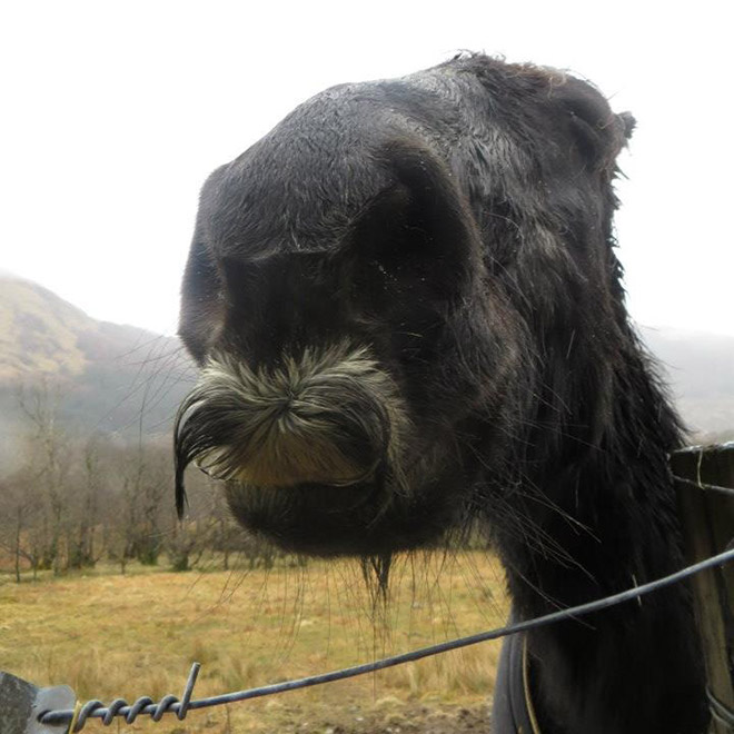 If You Ever Feel Sad, Just Remember That Horses Can Grow Mustaches