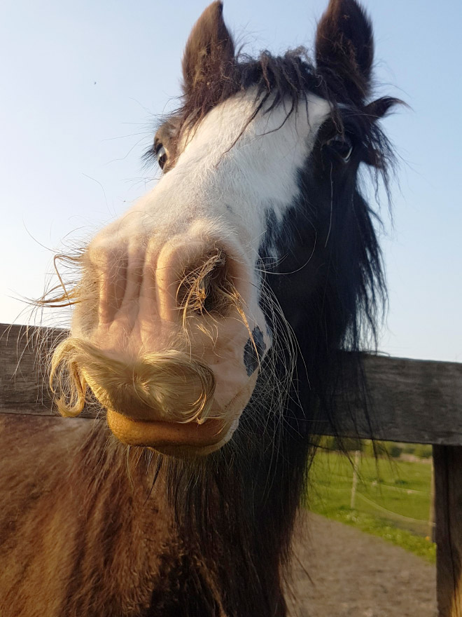 If You Ever Feel Sad, Just Remember That Horses Can Grow Mustaches
