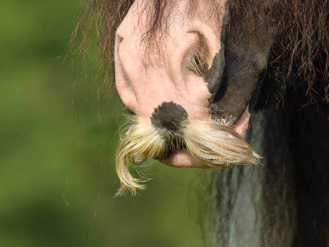 If You Ever Feel Sad, Just Remember That Horses Can Grow Mustaches