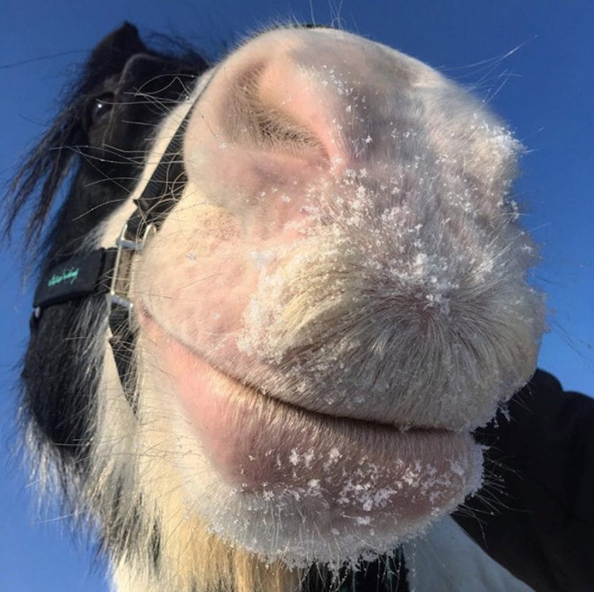 If You Ever Feel Sad, Just Remember That Horses Can Grow Mustaches