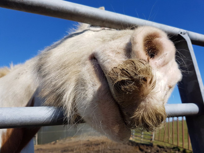 If You Ever Feel Sad, Just Remember That Horses Can Grow Mustaches