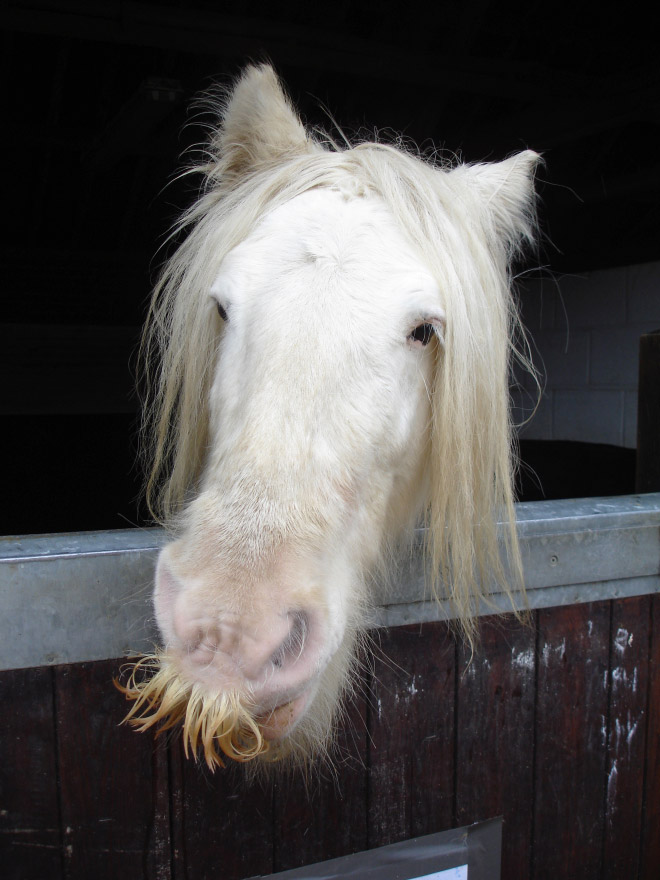 If You Ever Feel Sad, Just Remember That Horses Can Grow Mustaches