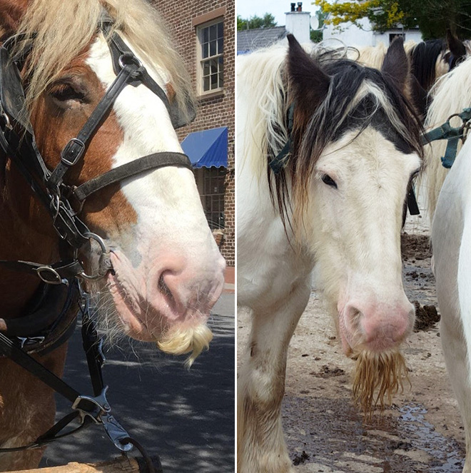 If You Ever Feel Sad, Just Remember That Horses Can Grow Mustaches