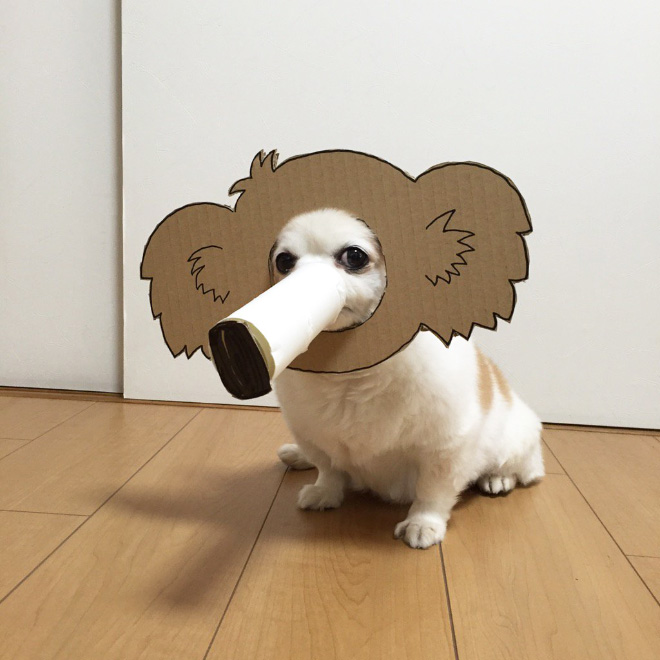 Japanese Woman Creates Hilarious $0 Cosplay Costumes For Her Dog