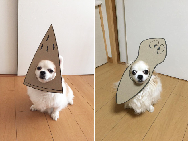 Japanese Woman Creates Hilarious $0 Cosplay Costumes For Her Dog