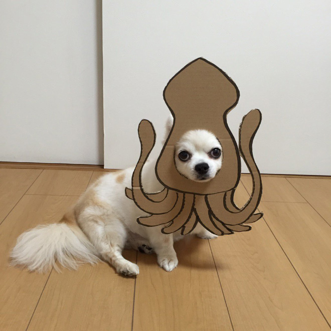 Japanese Woman Creates Hilarious $0 Cosplay Costumes For Her Dog