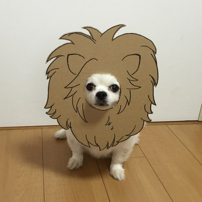 Japanese Woman Creates Hilarious $0 Cosplay Costumes For Her Dog