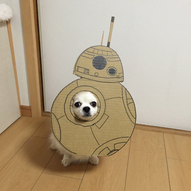 Japanese Woman Creates Hilarious $0 Cosplay Costumes For Her Dog