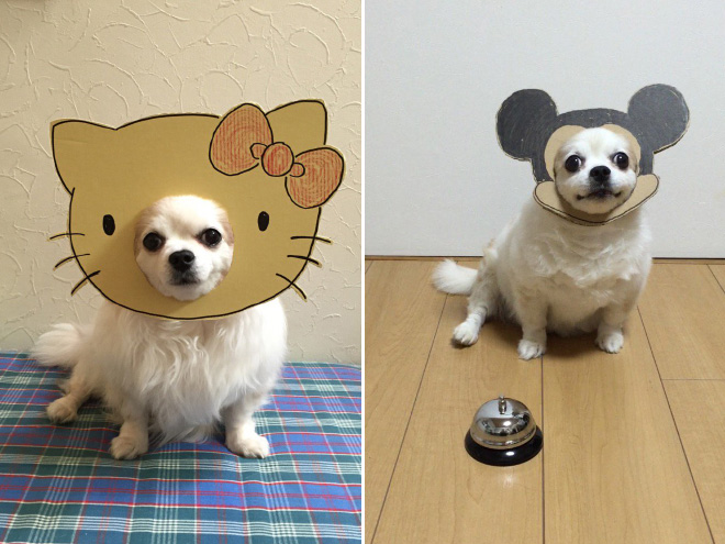 Japanese Woman Creates Hilarious $0 Cosplay Costumes For Her Dog