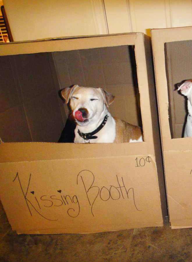 Kissing Booths: Dogs vs. Cats