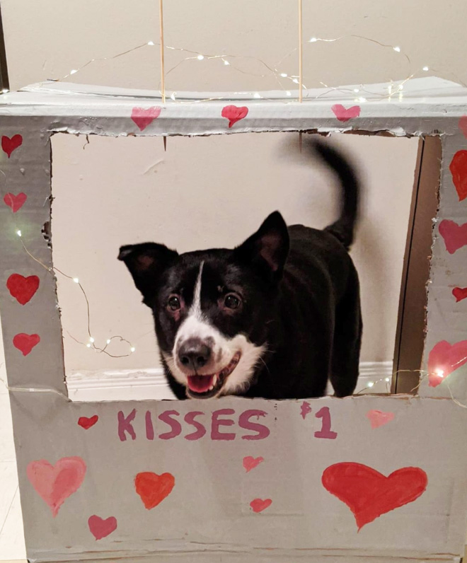 Kissing Booths: Dogs vs. Cats