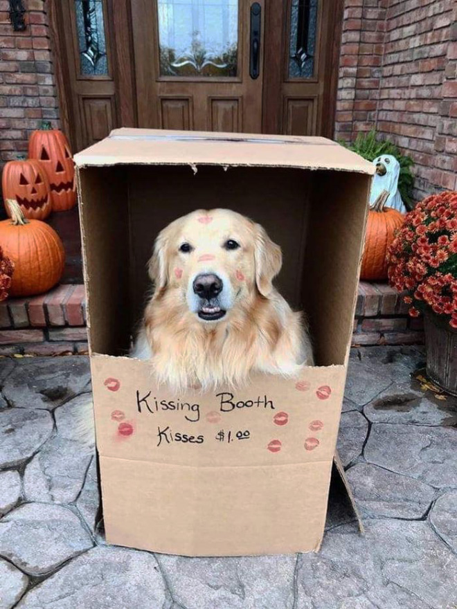 Kissing Booths: Dogs vs. Cats