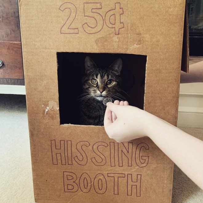 Kissing Booths: Dogs vs. Cats