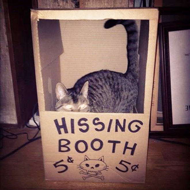 Kissing Booths: Dogs vs. Cats