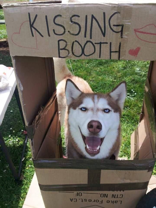 Kissing Booths: Dogs vs. Cats