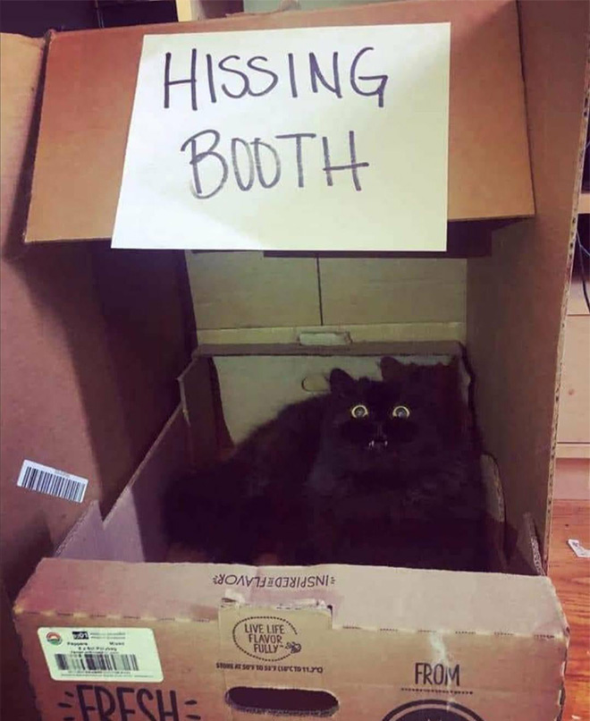 Kissing Booths: Dogs vs. Cats