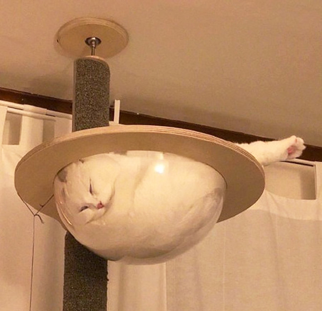 Liquid Cats That Take Shape of Their Containers