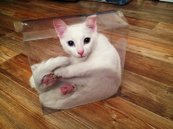 Liquid Cats That Take Shape of Their Containers