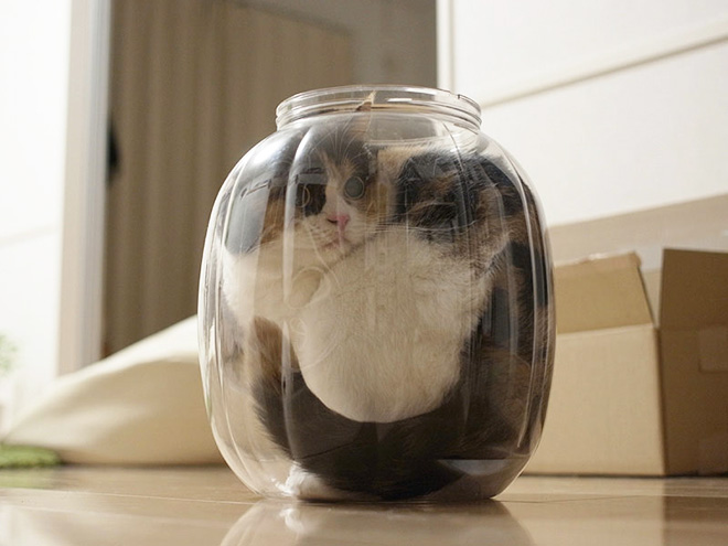 Liquid Cats That Take Shape of Their Containers