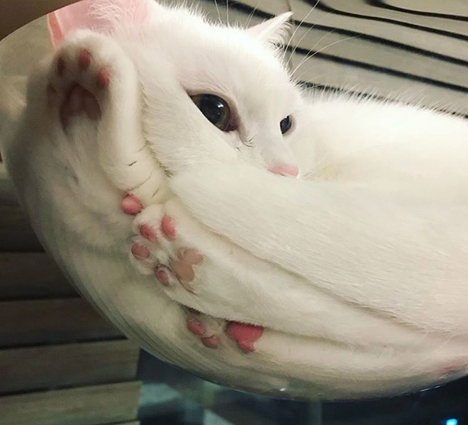 Liquid Cats That Take Shape of Their Containers
