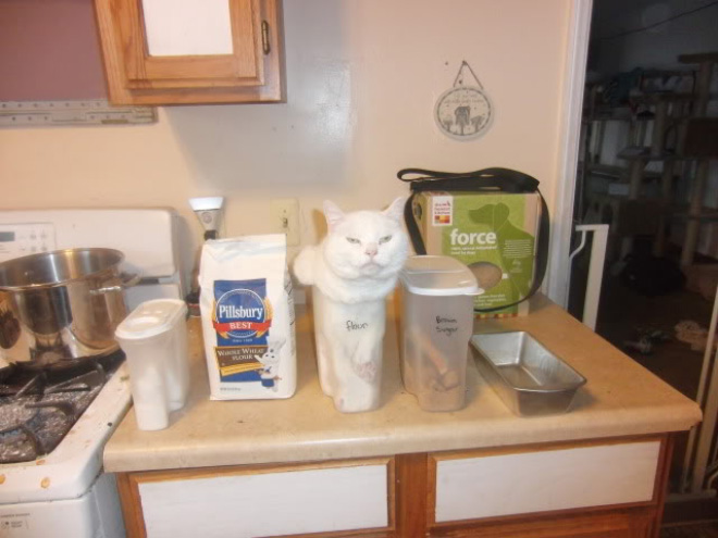 Liquid Cats That Take Shape of Their Containers