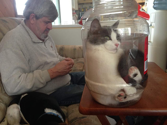 Liquid Cats That Take Shape of Their Containers