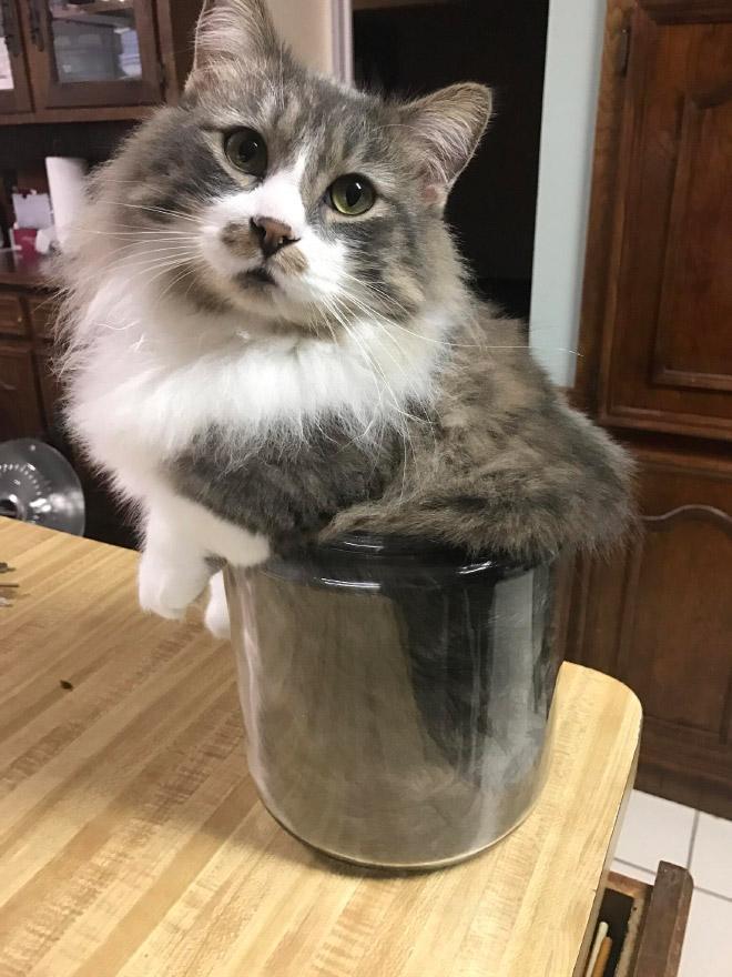 Liquid Cats That Take Shape of Their Containers