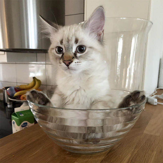 Liquid Cats That Take Shape of Their Containers