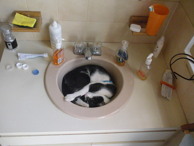 Liquid Cats That Take Shape of Their Containers