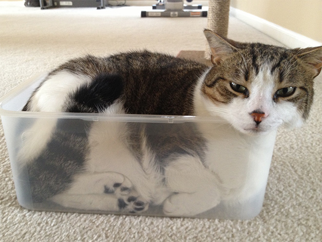 Liquid Cats That Take Shape of Their Containers