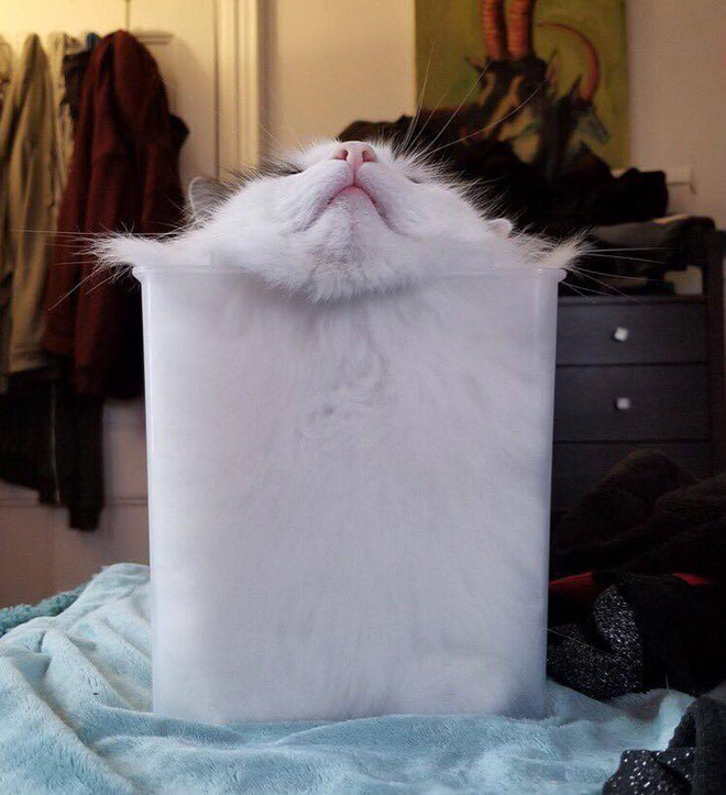 Liquid Cats That Take Shape of Their Containers