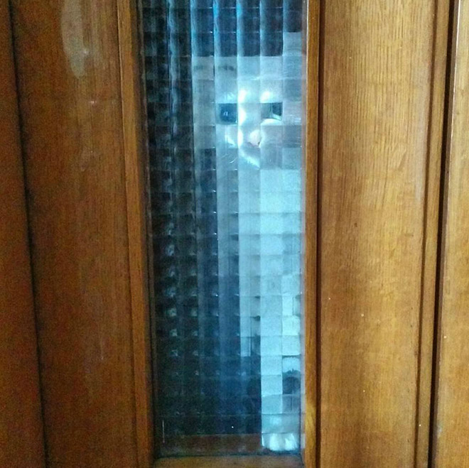 Low Resolution Cats Behind Pixelated Glass Doors