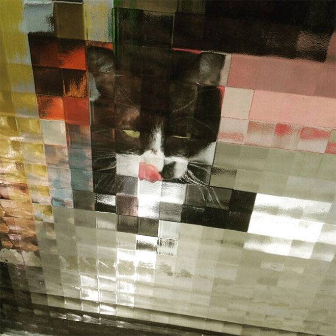 Low Resolution Cats Behind Pixelated Glass Doors