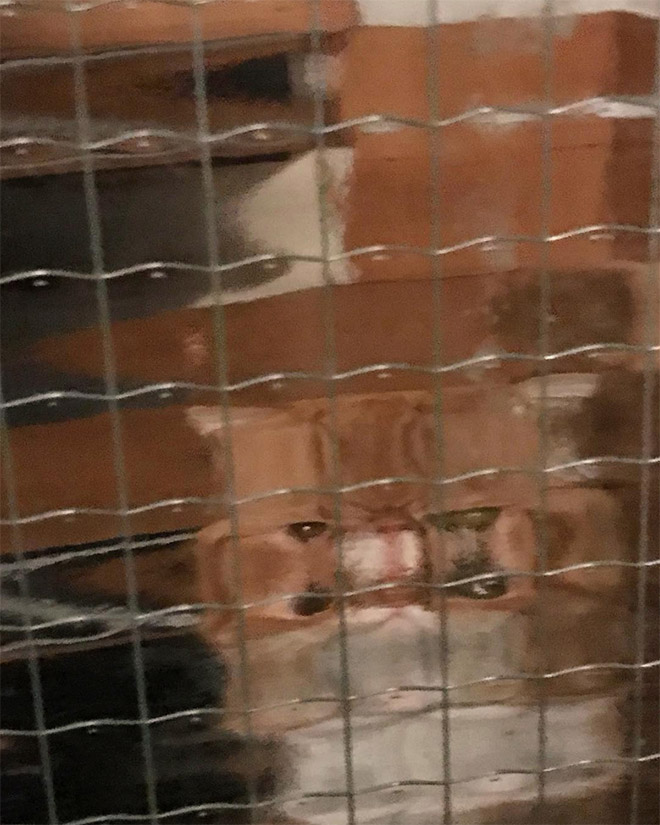 Low Resolution Cats Behind Pixelated Glass Doors