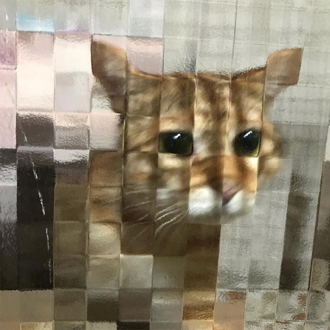 Low Resolution Cats Behind Pixelated Glass Doors