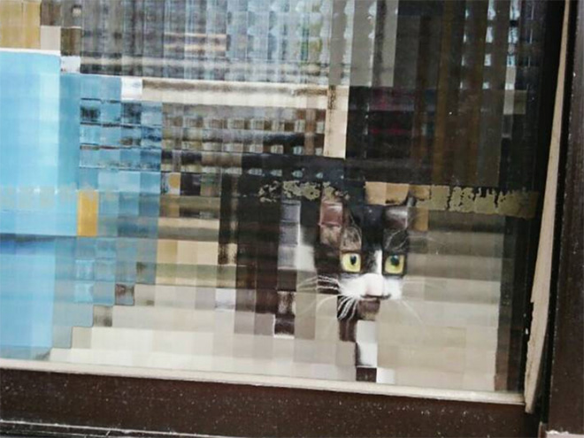 Low Resolution Cats Behind Pixelated Glass Doors