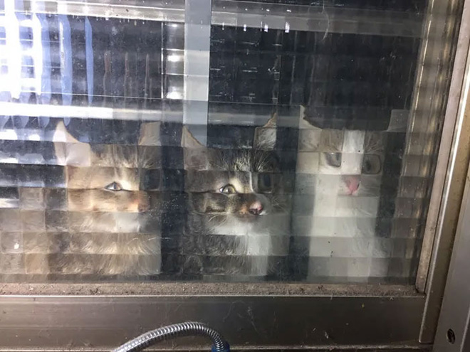 Low Resolution Cats Behind Pixelated Glass Doors