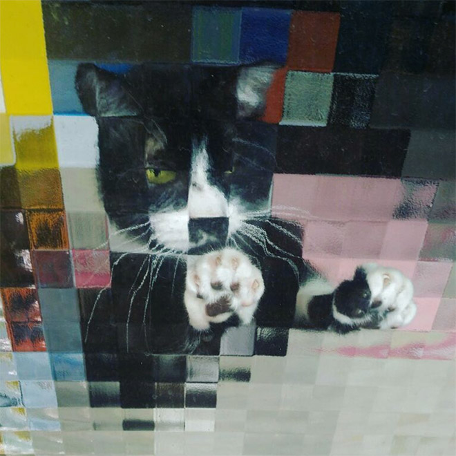 Low Resolution Cats Behind Pixelated Glass Doors