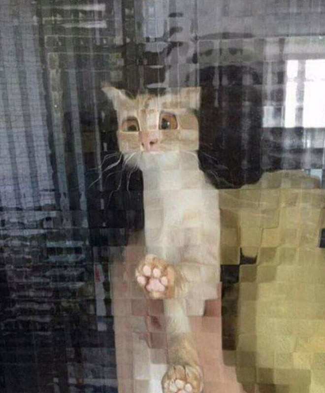Low Resolution Cats Behind Pixelated Glass Doors