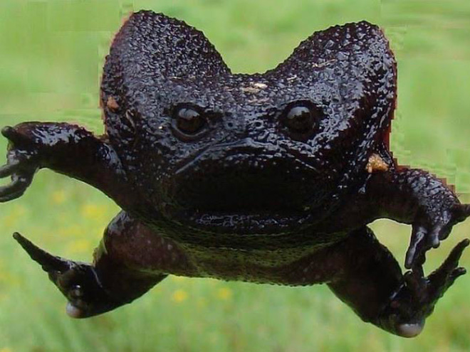 Meet African Rain Frogs That Look Like Angry Avocados And Have Funny Squeeks
